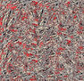 EB67-Expresionismo abstracto No.8
