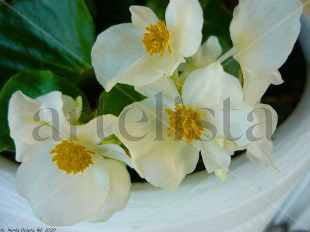 EB67-Begonia No.2