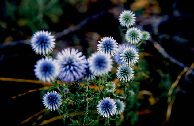 Flores de cardo Naturaleza Color (Química)