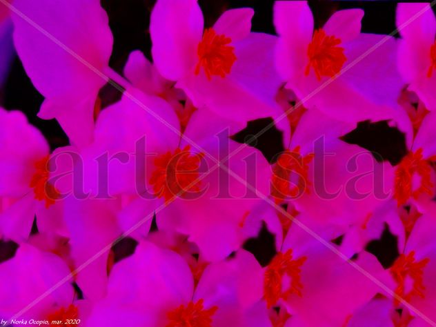 EB67-Begonia en flor No.5
