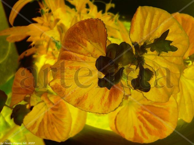 EB67-Begonias en flor