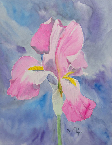 iris rosa Watercolour Paper Floral Painting