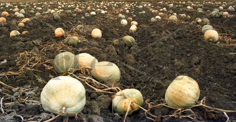 Cucurbitas