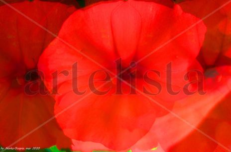 EB67-Begonia No.10