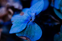 Flor en tonos azules