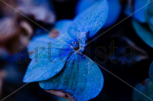 Flor en tonos azules Naturaleza Color (Digital)