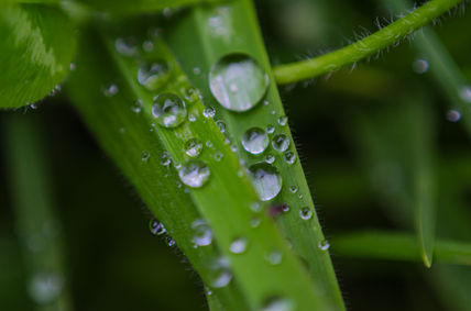 Gotas de agua en la...