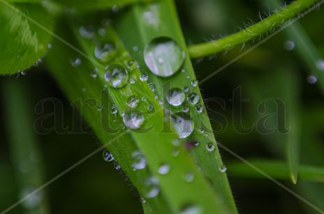 Gotas de agua en la...