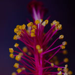 Flores thumbnail 2
