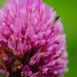 Flores thumbnail 1