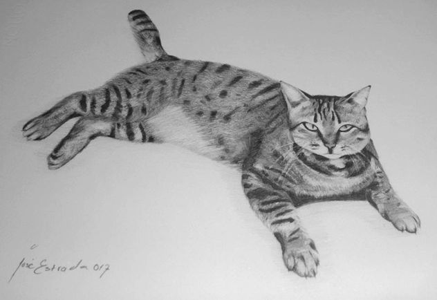 Estudio de gato