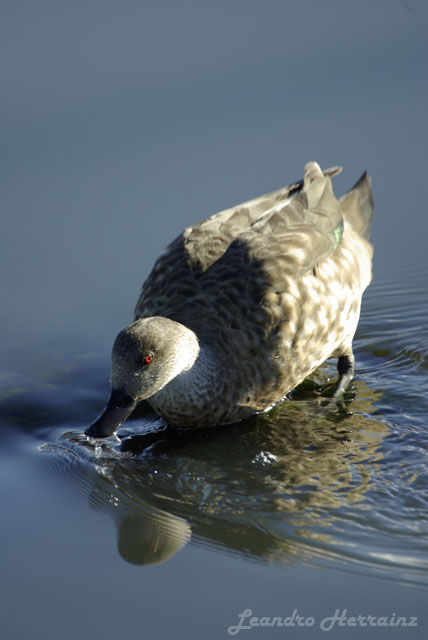 Pato Creston