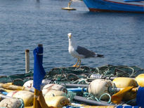 Gaviota posando