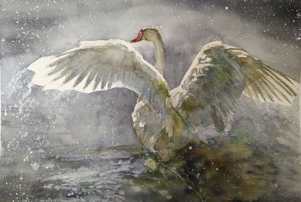 Cisne