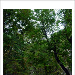 Roma thumbnail 1