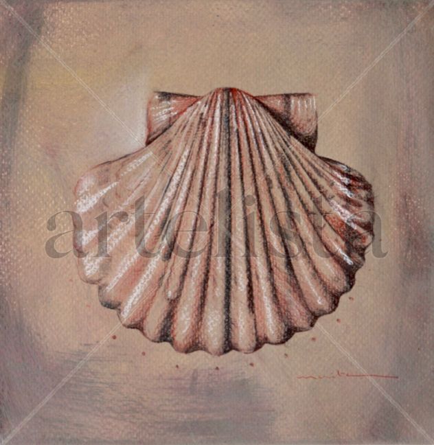 Conchas del confinamiento
