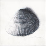 Conchas Marinas thumbnail 2