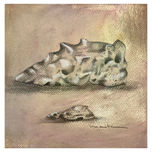 Conchas Marinas thumbnail 1