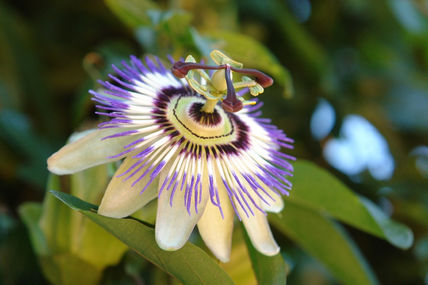 Flor de la pasión