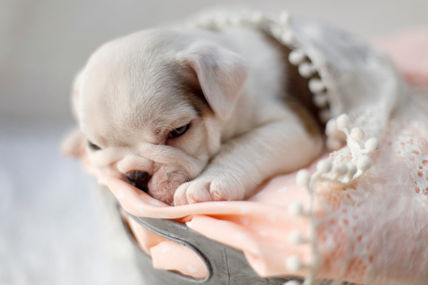 Cachorrita
