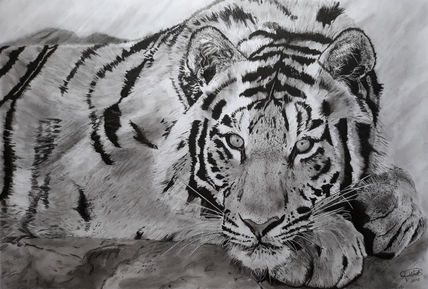 Tigre de Bengala