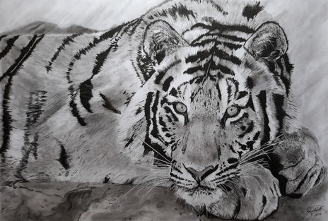 Tigre de Bengala