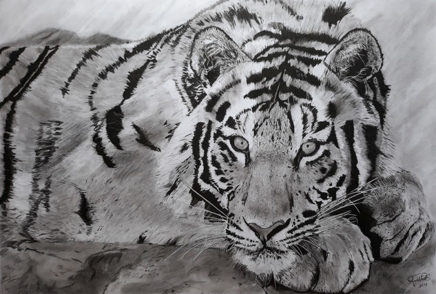 Tigre de Bengala Graphite