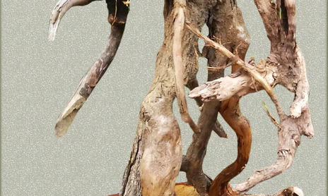 Ents del Bosque