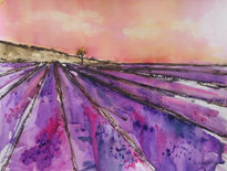 Campos de lavanda