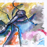 Invertebrados thumbnail 2
