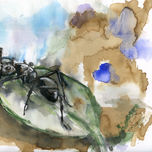 Invertebrados thumbnail 1