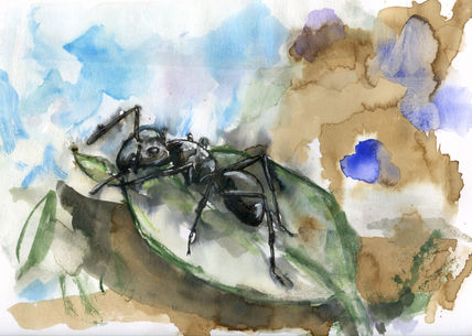 Hormiga 005