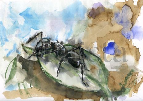Hormiga 005