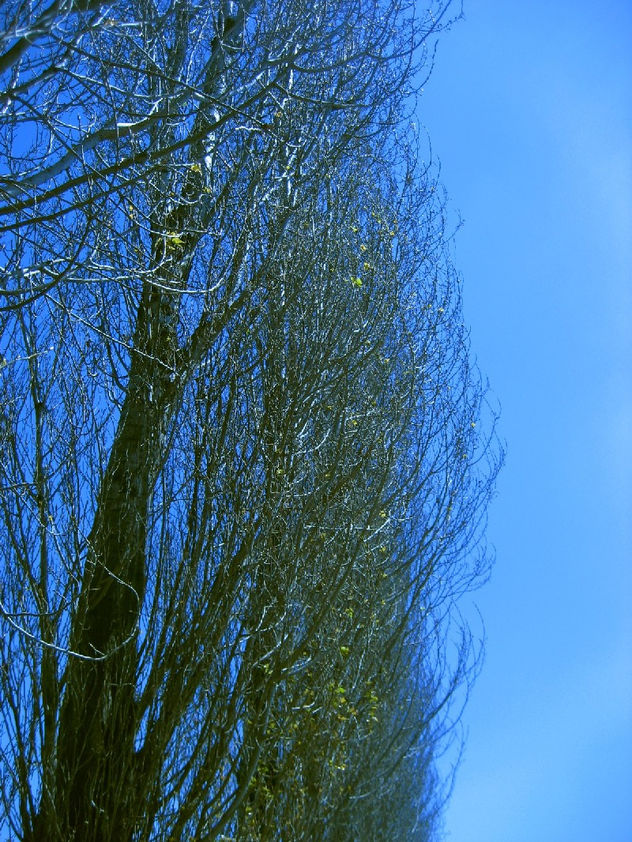 PRIMAVERA