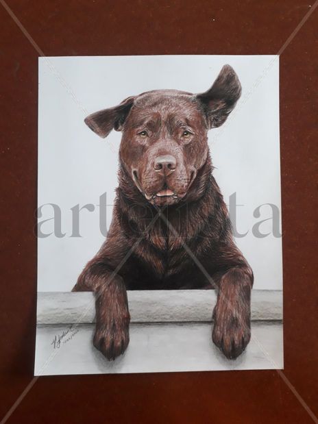Libertad canina