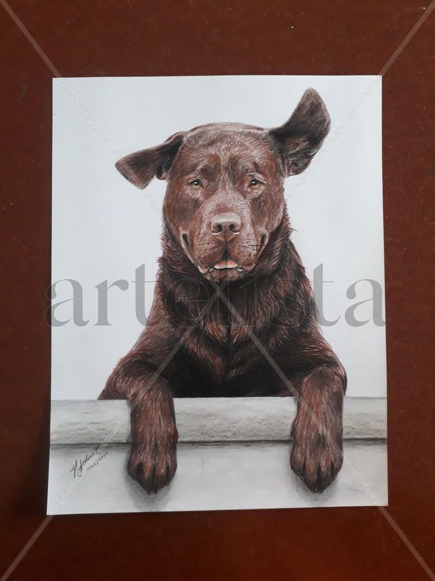 Libertad canina
