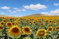 Campo de girasoles...