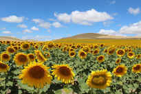 Campo de girasoles...