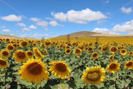 Campo de girasoles...