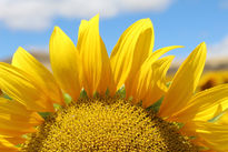 Detalle de un girasol