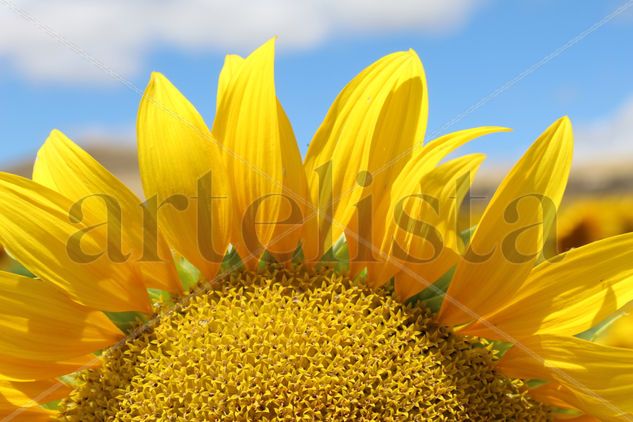 Detalle de un girasol Nature Color (Digital)