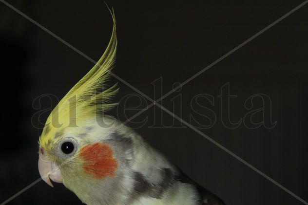 Cabeza de ave Ninfa ( cacatúa ninfa )