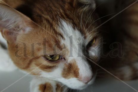 Una cabeza de gato...