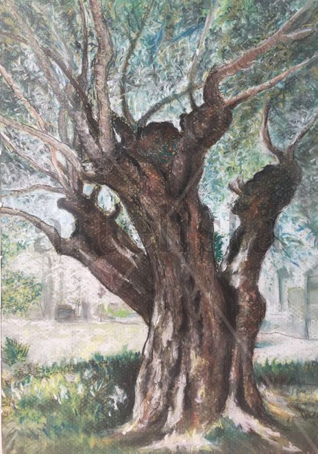 Olivo