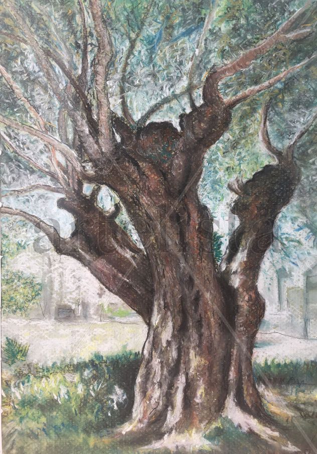 OLIVO
