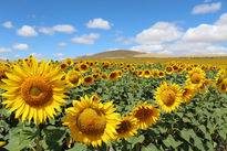 Campo de girasoles...