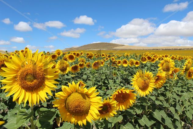 Campo de girasoles en día soleado