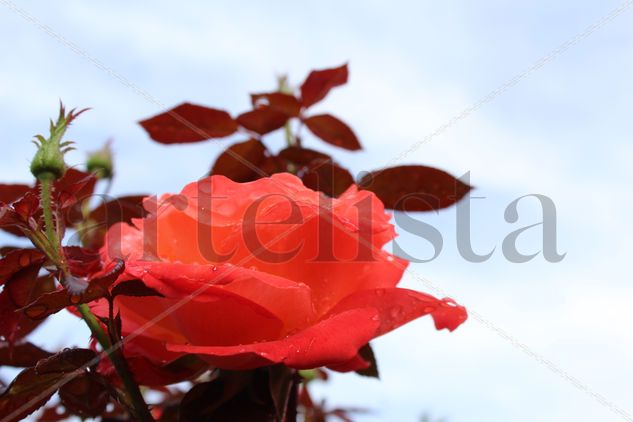 Una rosa naranja en el rosal Nature Color (Digital)