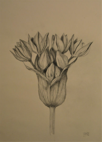 Flor naciente