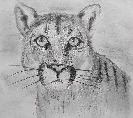 Puma de los andes
